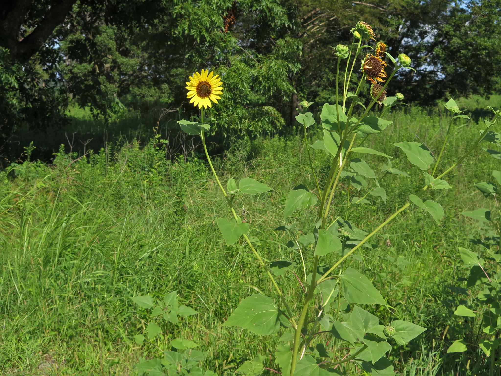 Helianthus annus